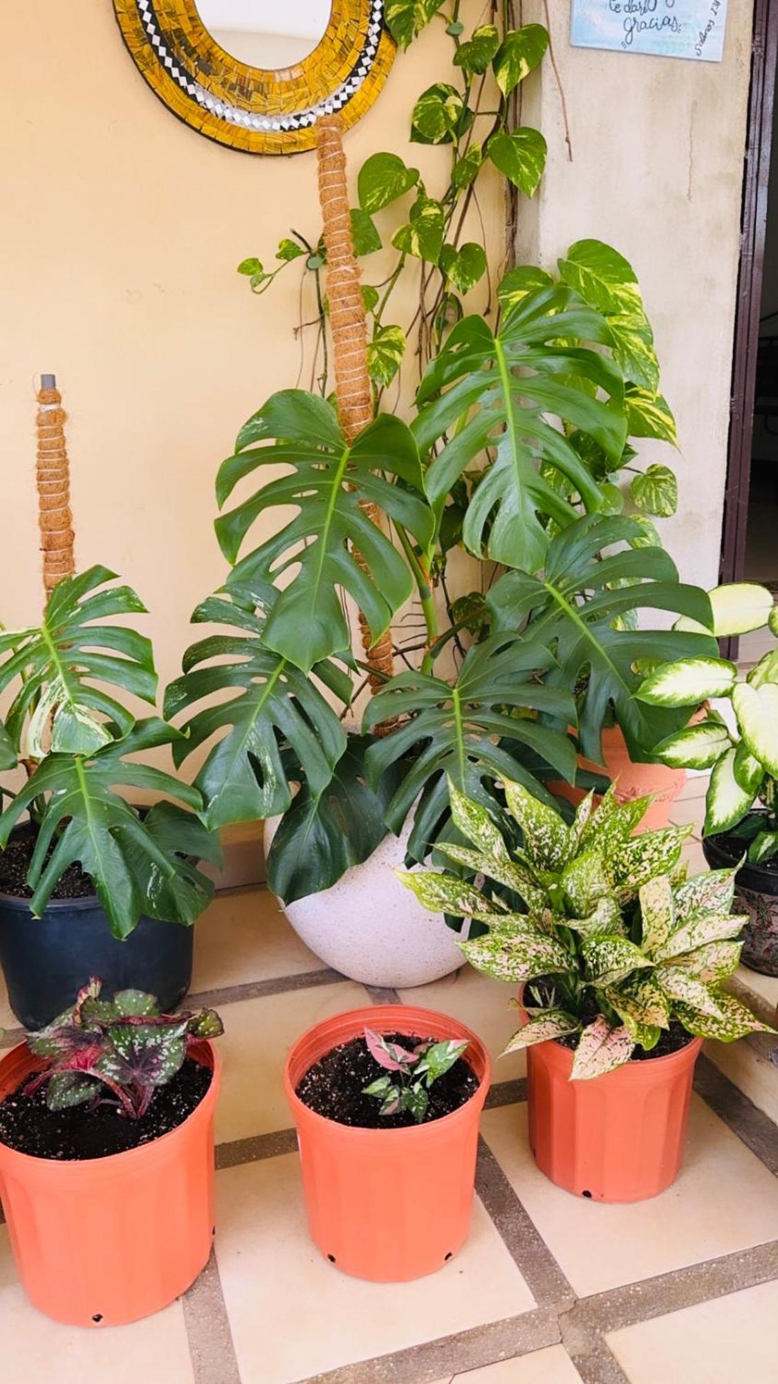 Ester'S Place Escazú エクステリア 写真