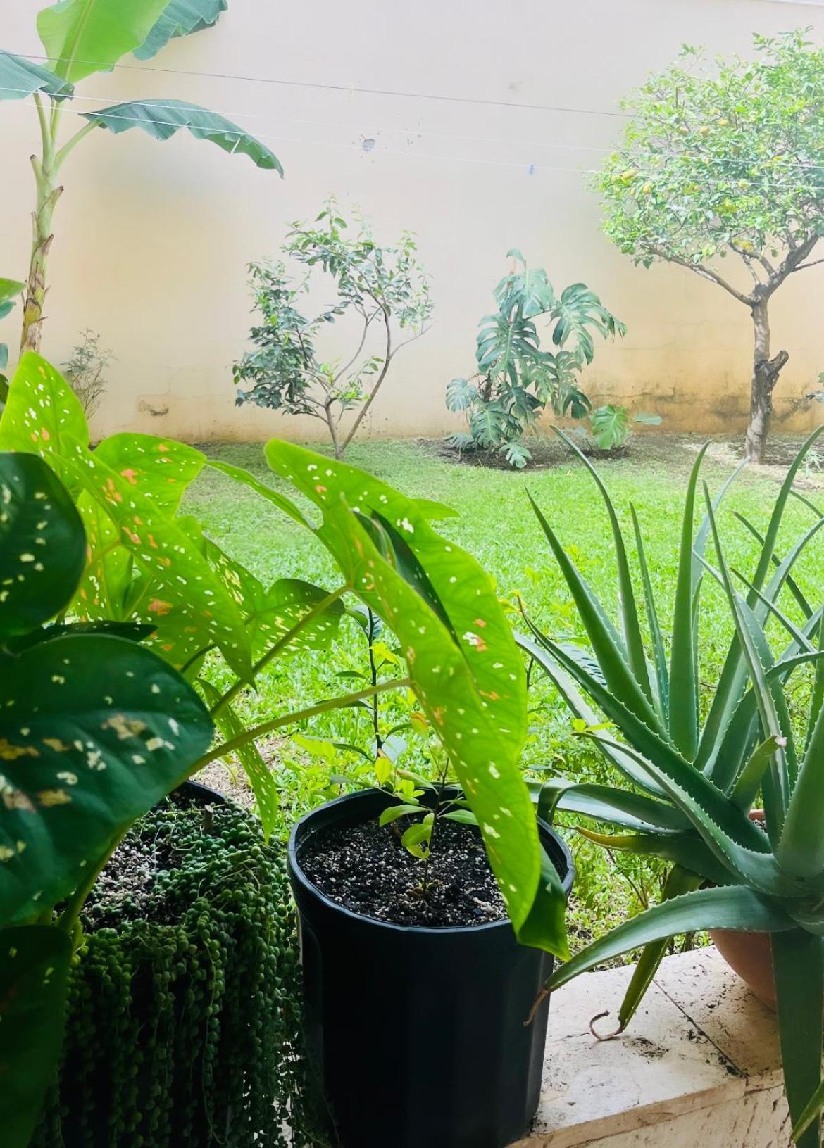 Ester'S Place Escazú エクステリア 写真