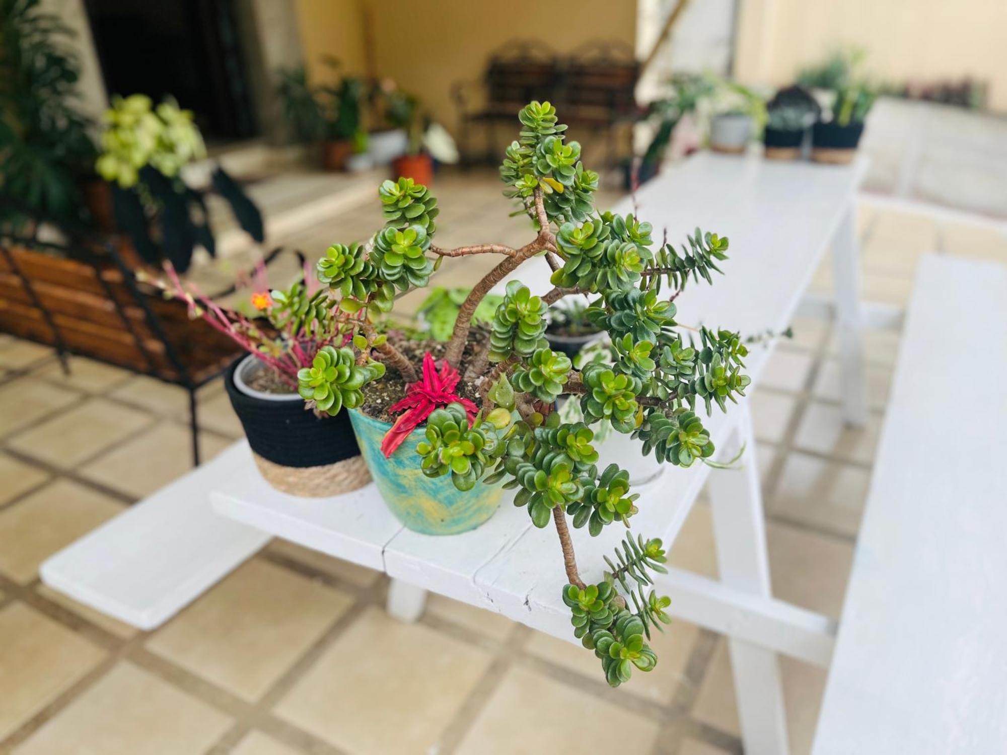 Ester'S Place Escazú エクステリア 写真